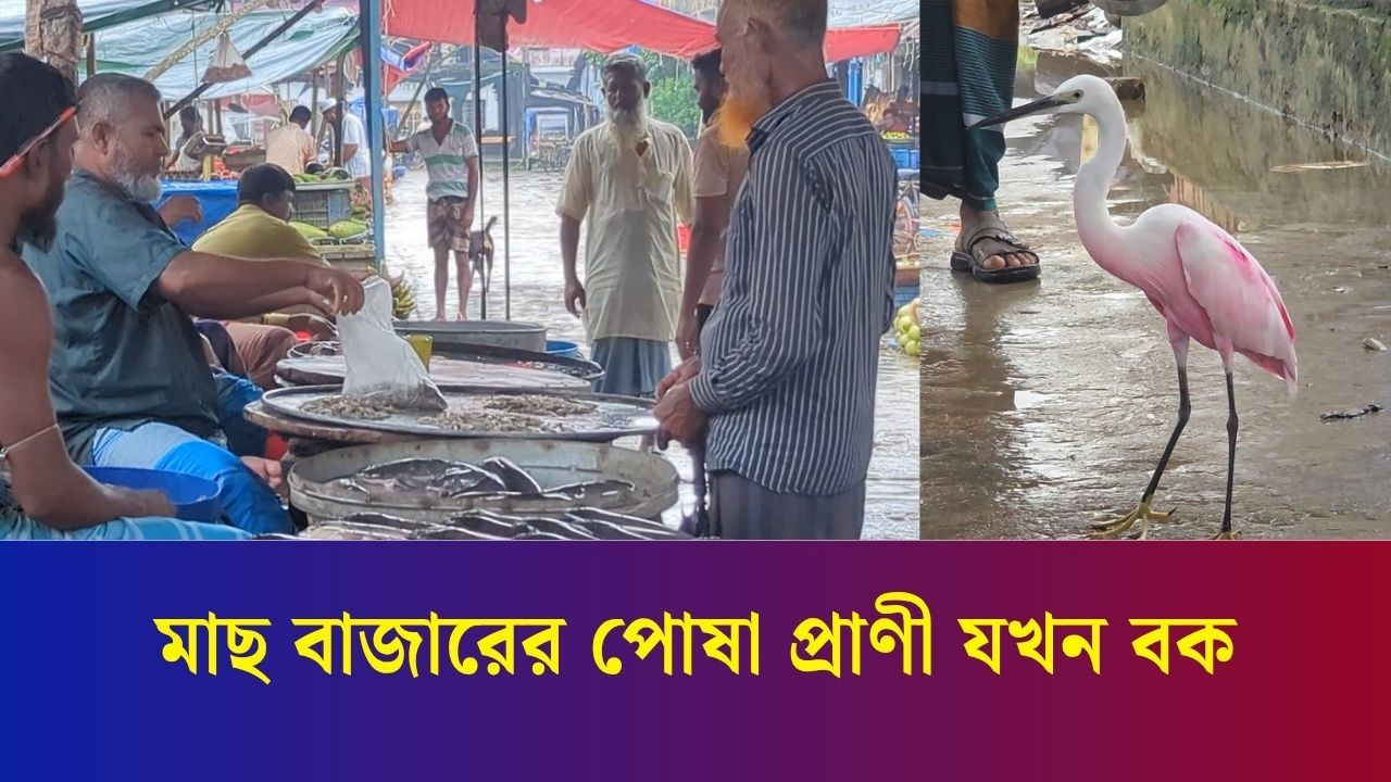 বাংলাদেশের যে বাজারে দোকানে দোকানে ঘুরে বেড়াচ্ছে বক